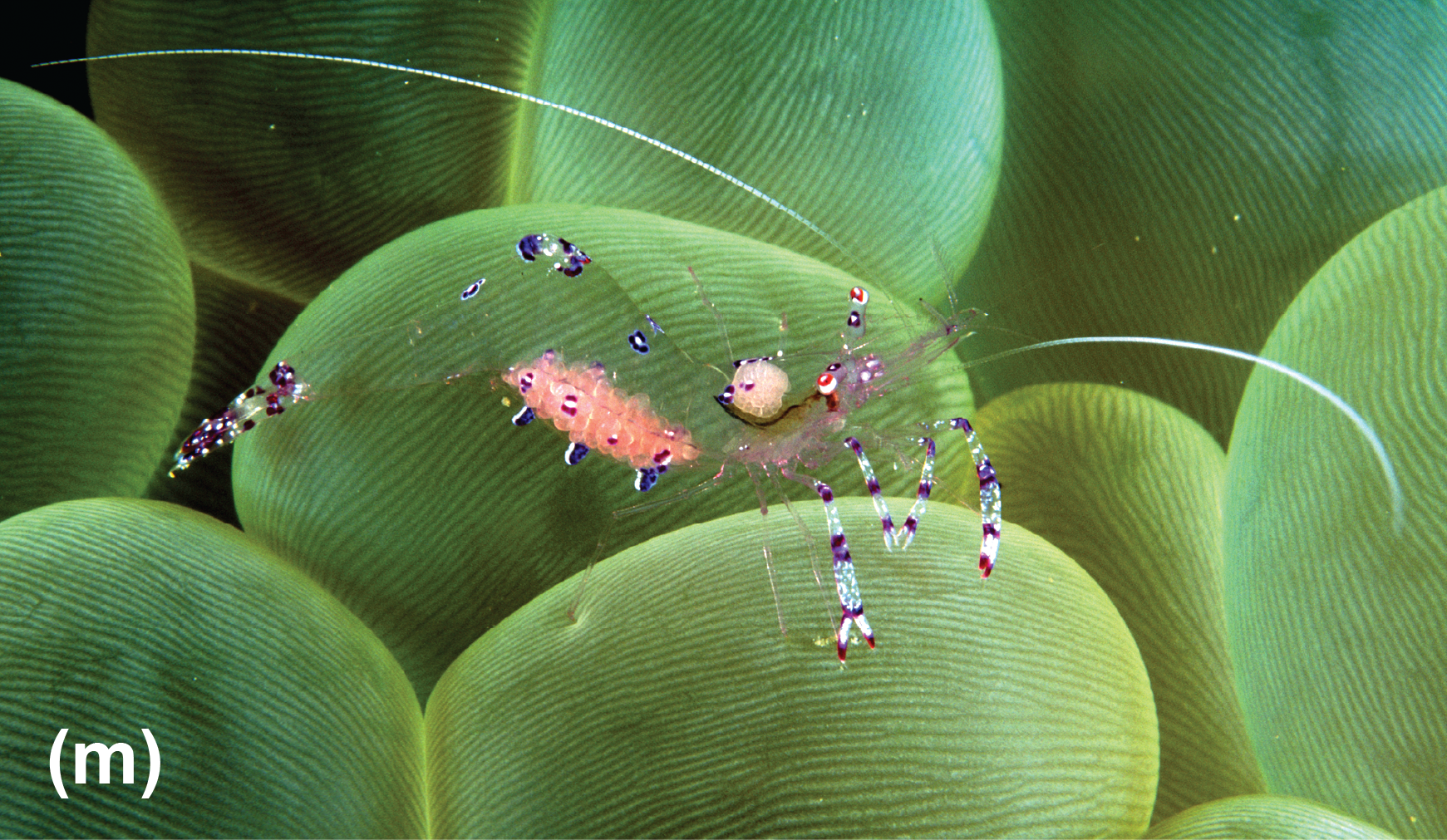A commensal shrimp on a bubble coral