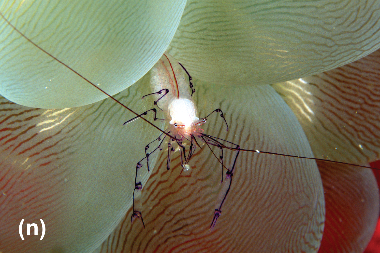 A coral shrimp on a bubble coral