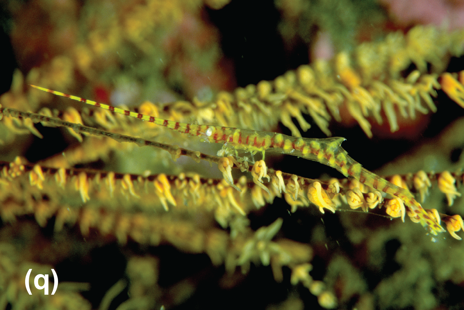 A saw blade shrimp on a black coral
