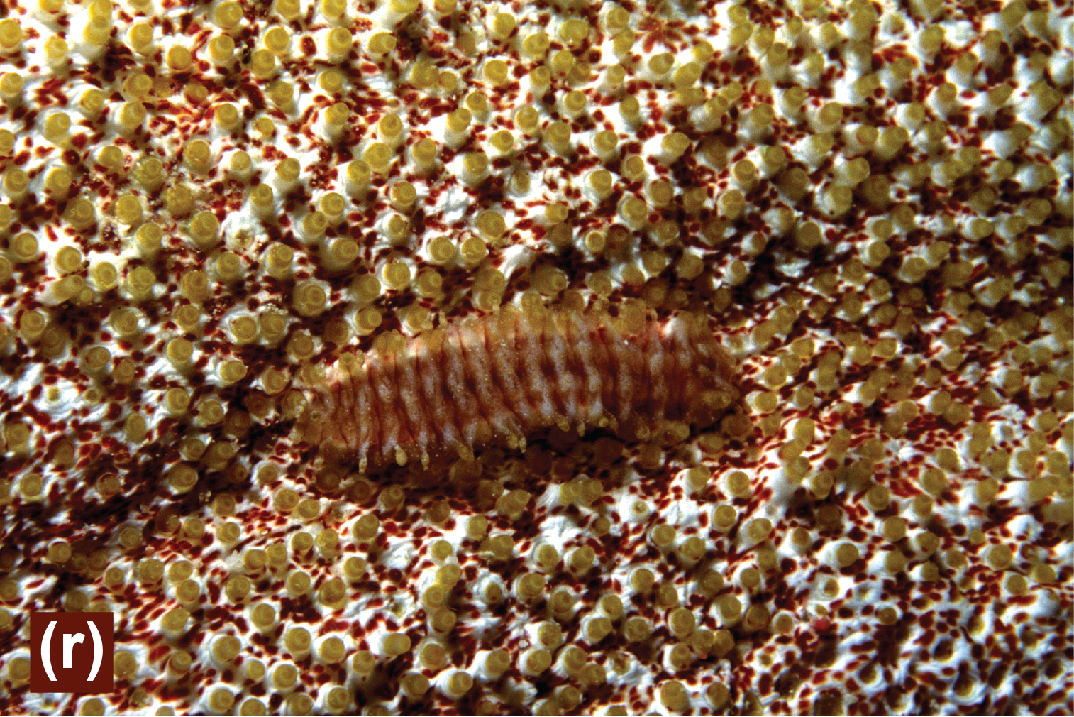 A scale worm on a sea cucumber