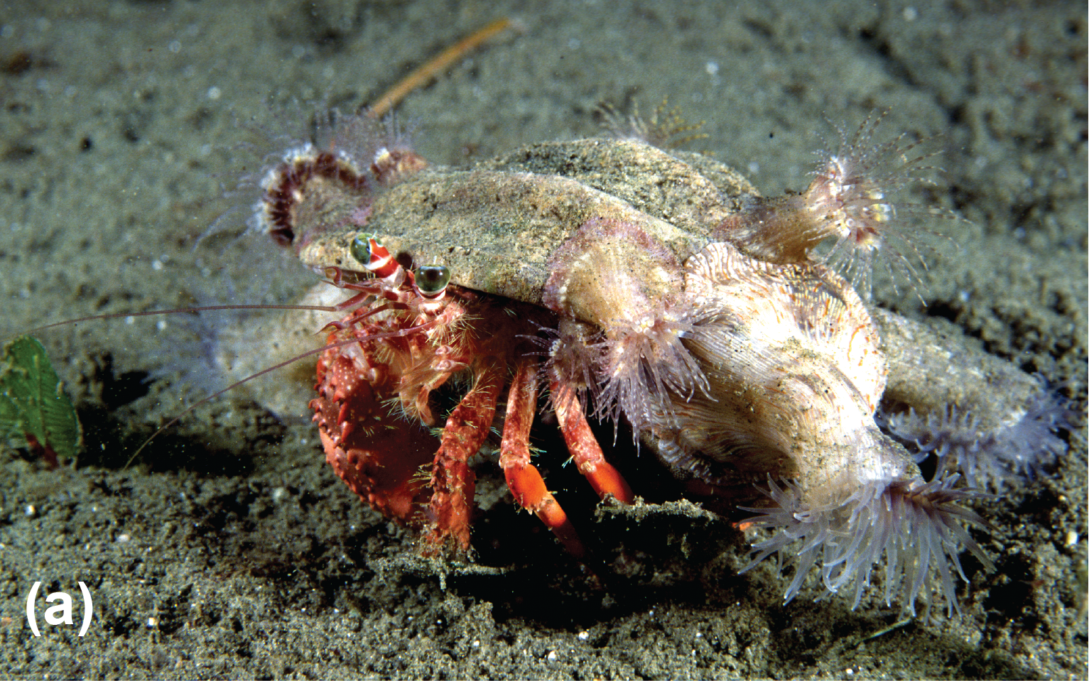 An anemone hermit crab