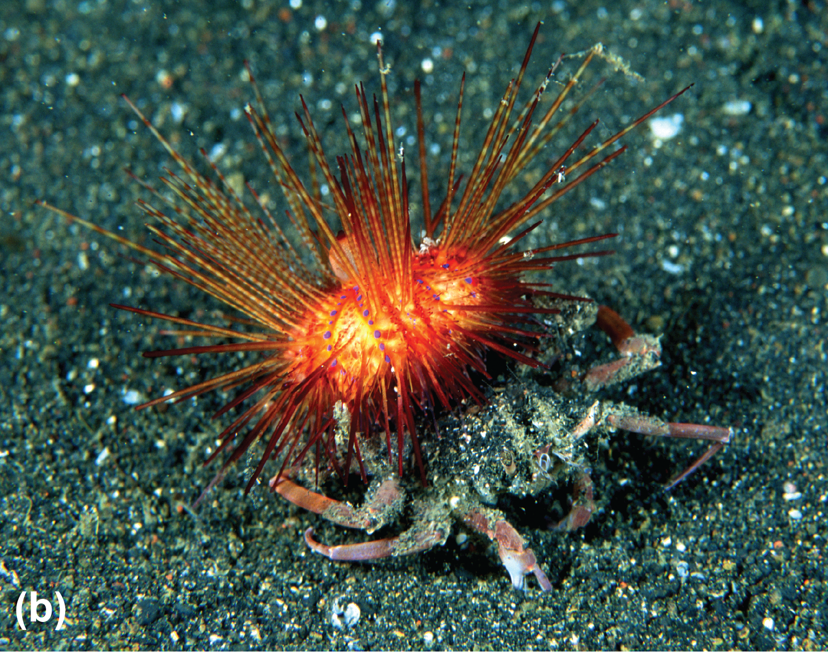 A crab with an urchin on its back