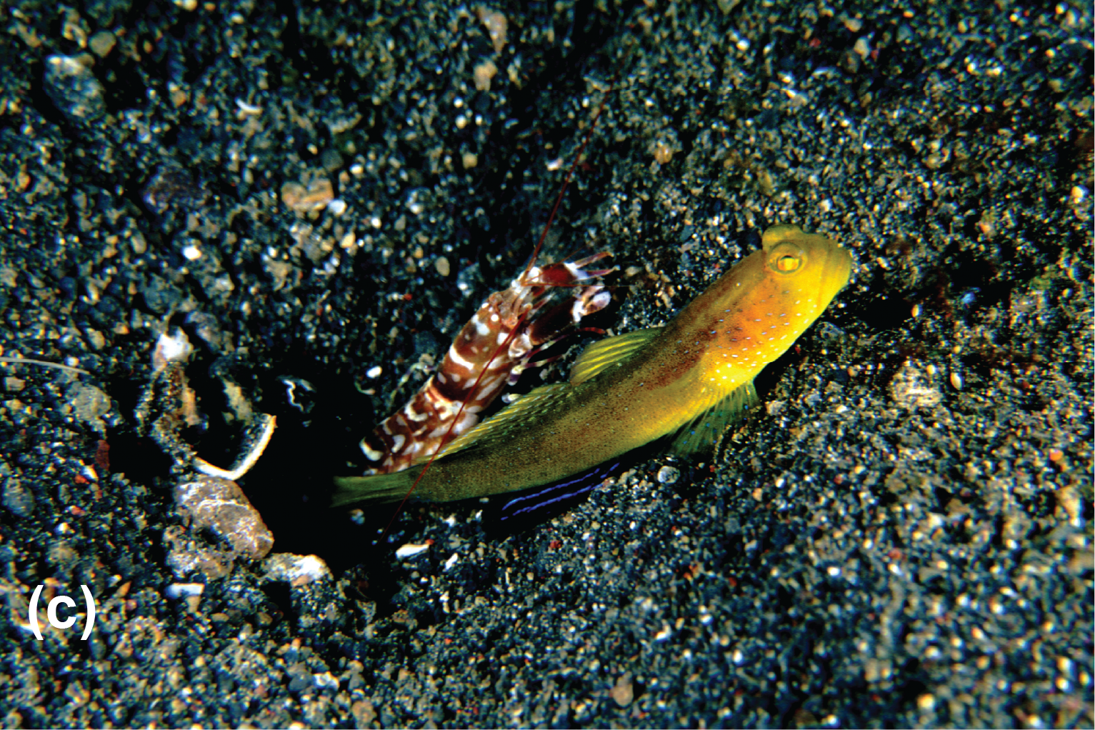 A tiger pistol shrimp and a yellow shrimp goby
