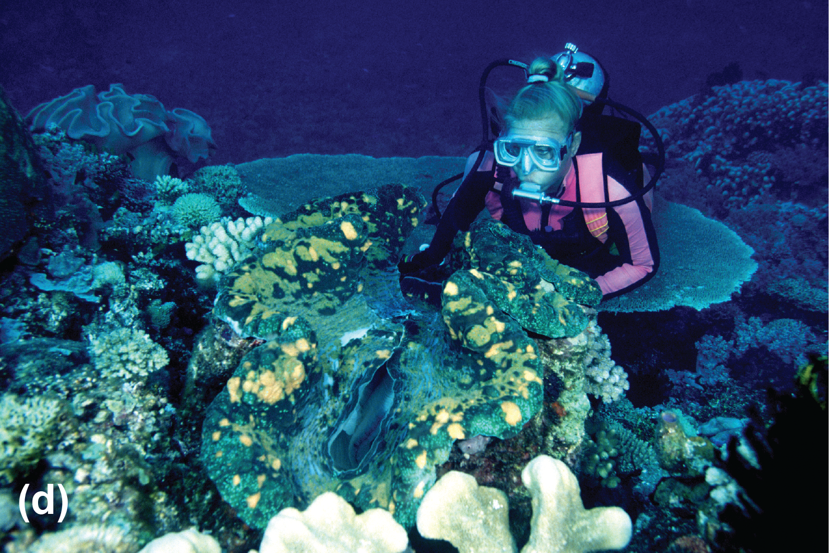 A giant clam and scuba diver