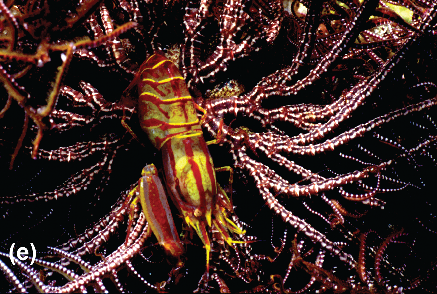 A pistol shrimp on a crinoid