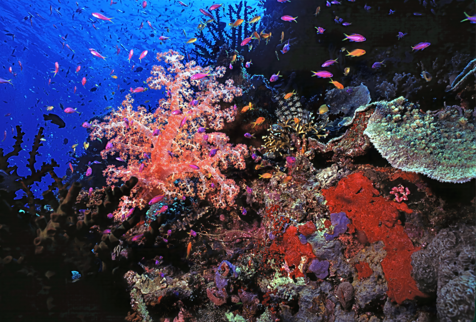 Coral reef