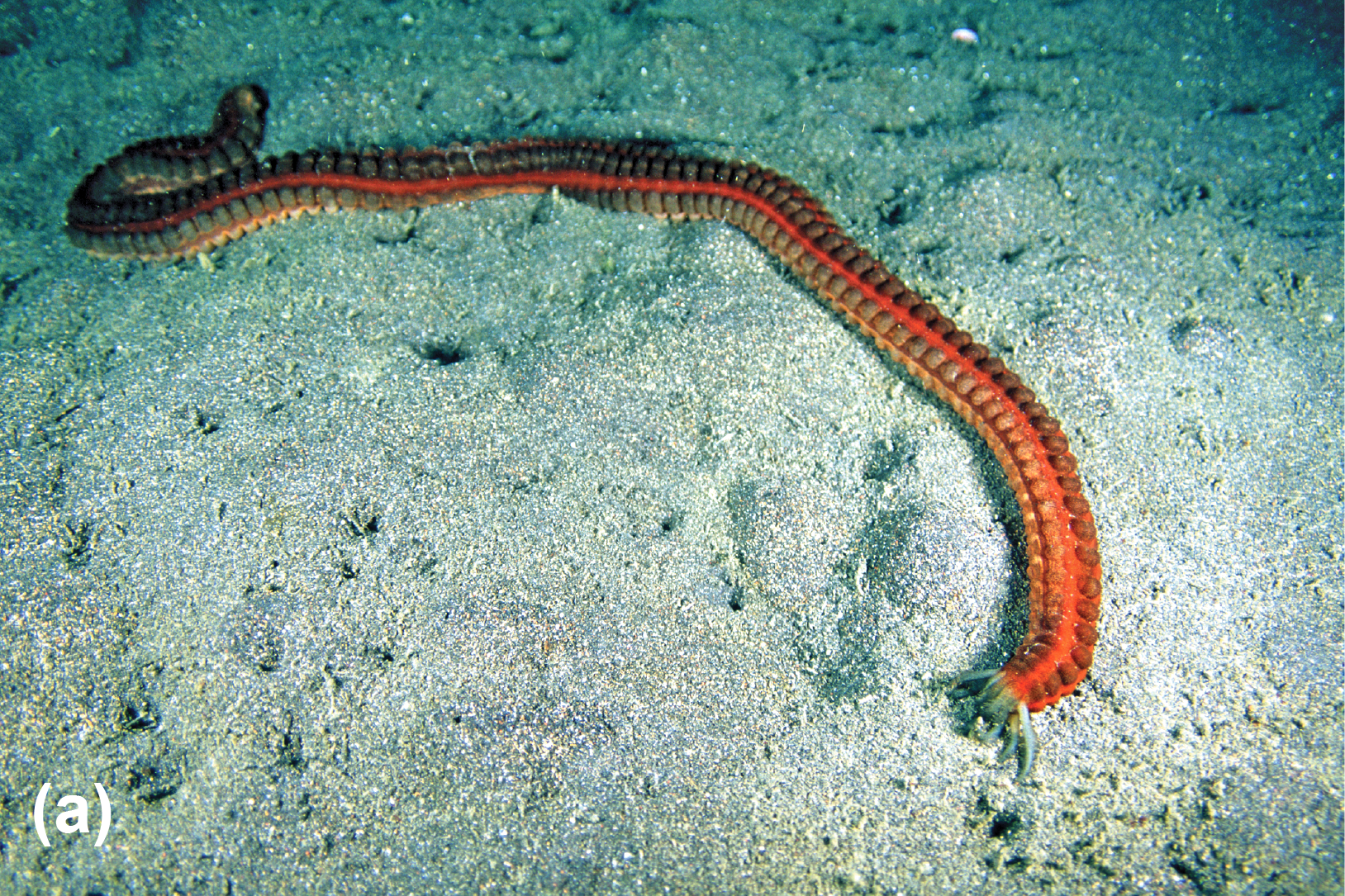 A sea cucumber