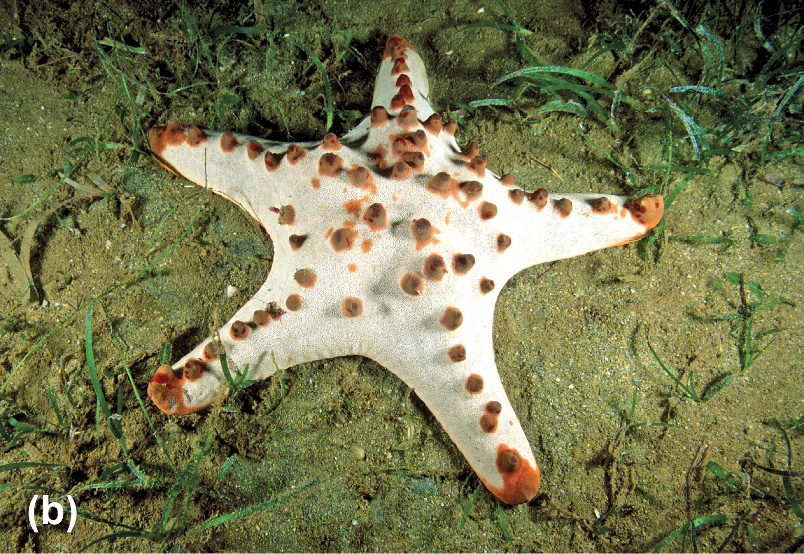 A sea star