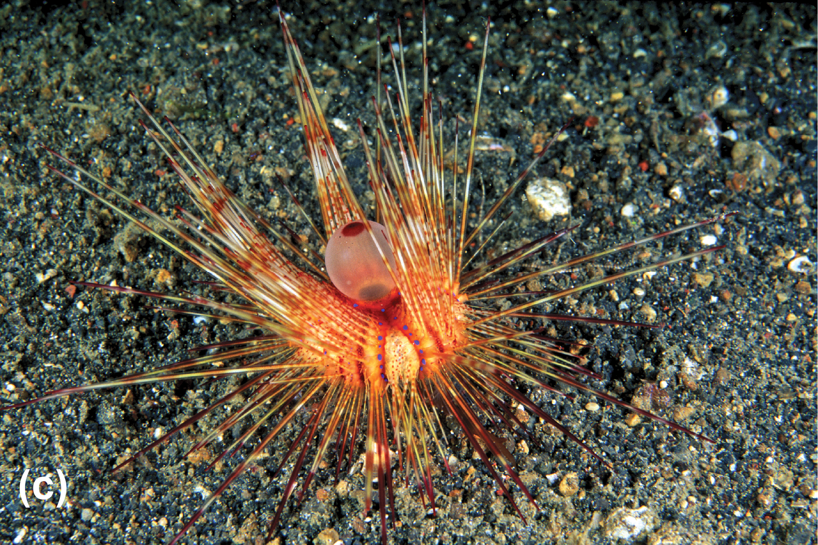 An urchin