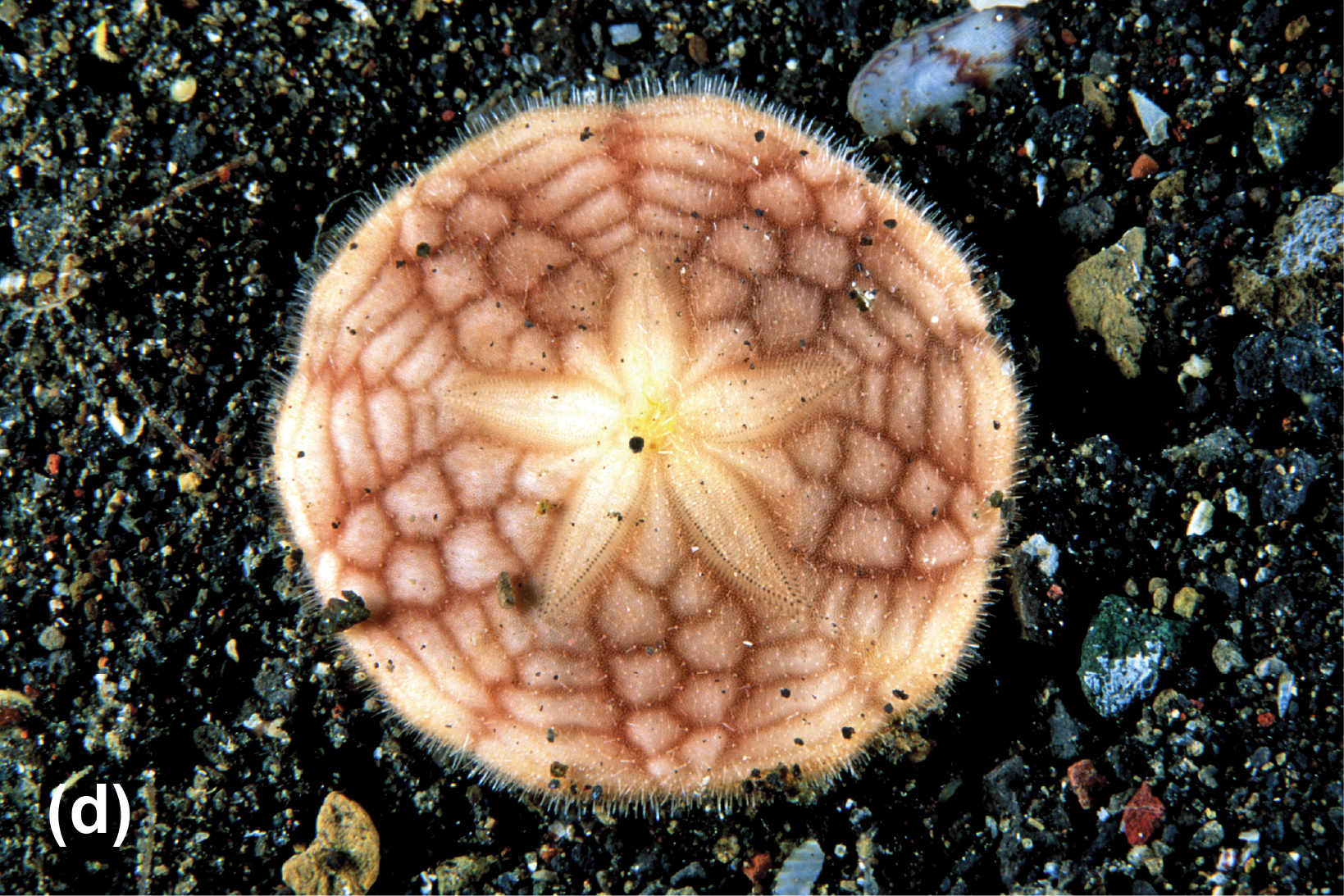 A sand dollar