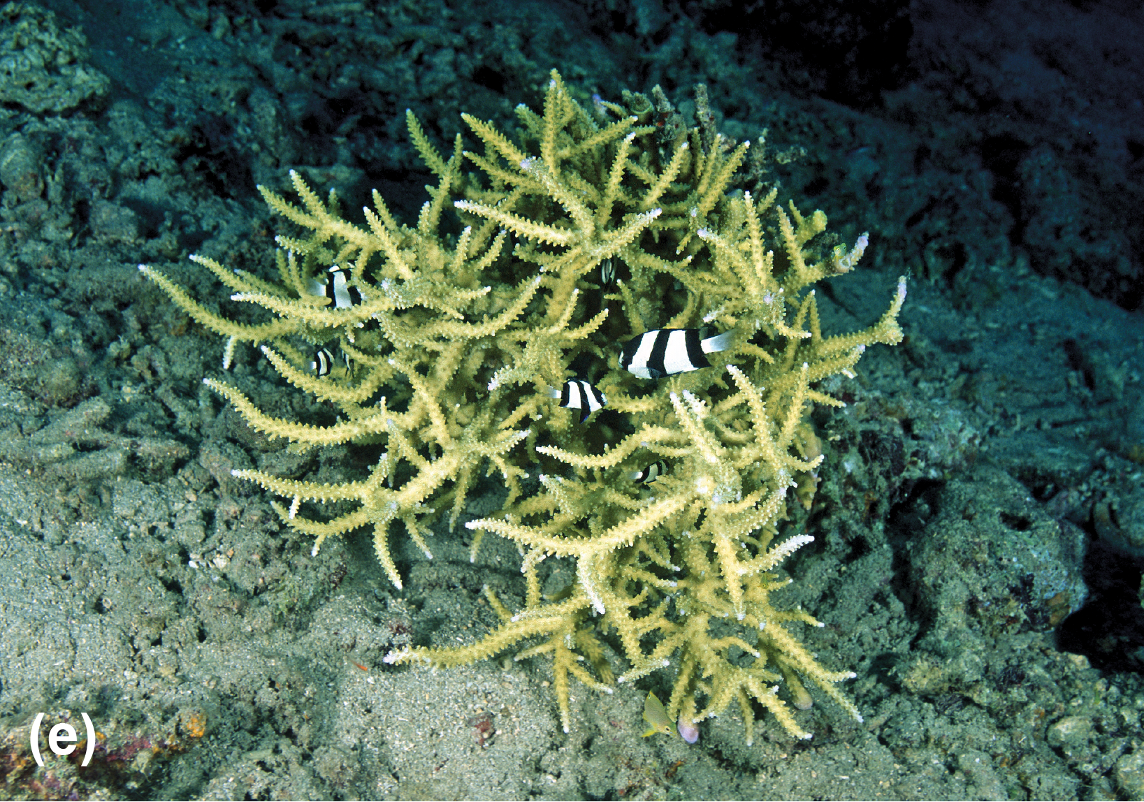 A hard coral