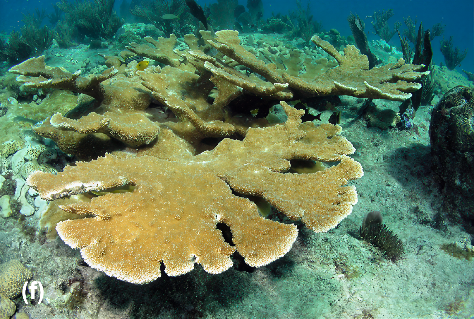 Elkhorn coral
