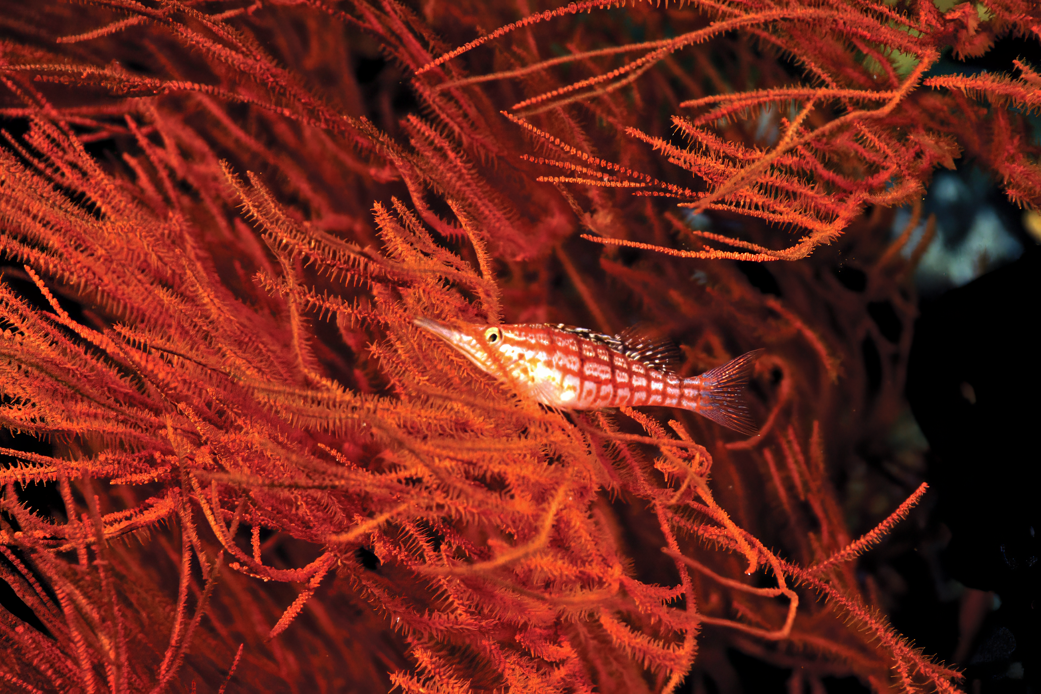 A longnose hawkfish in a black coral