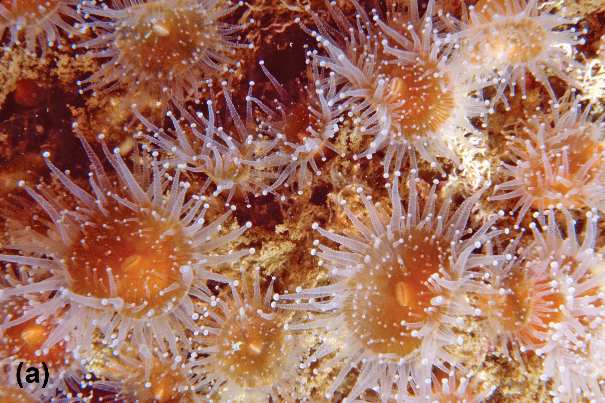 Brown cup corals