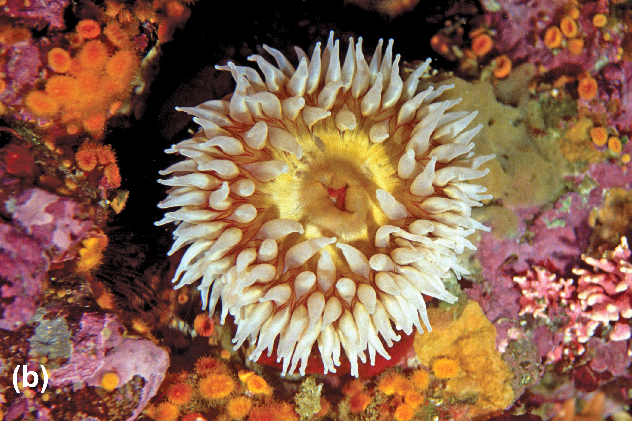 A rose anemone
