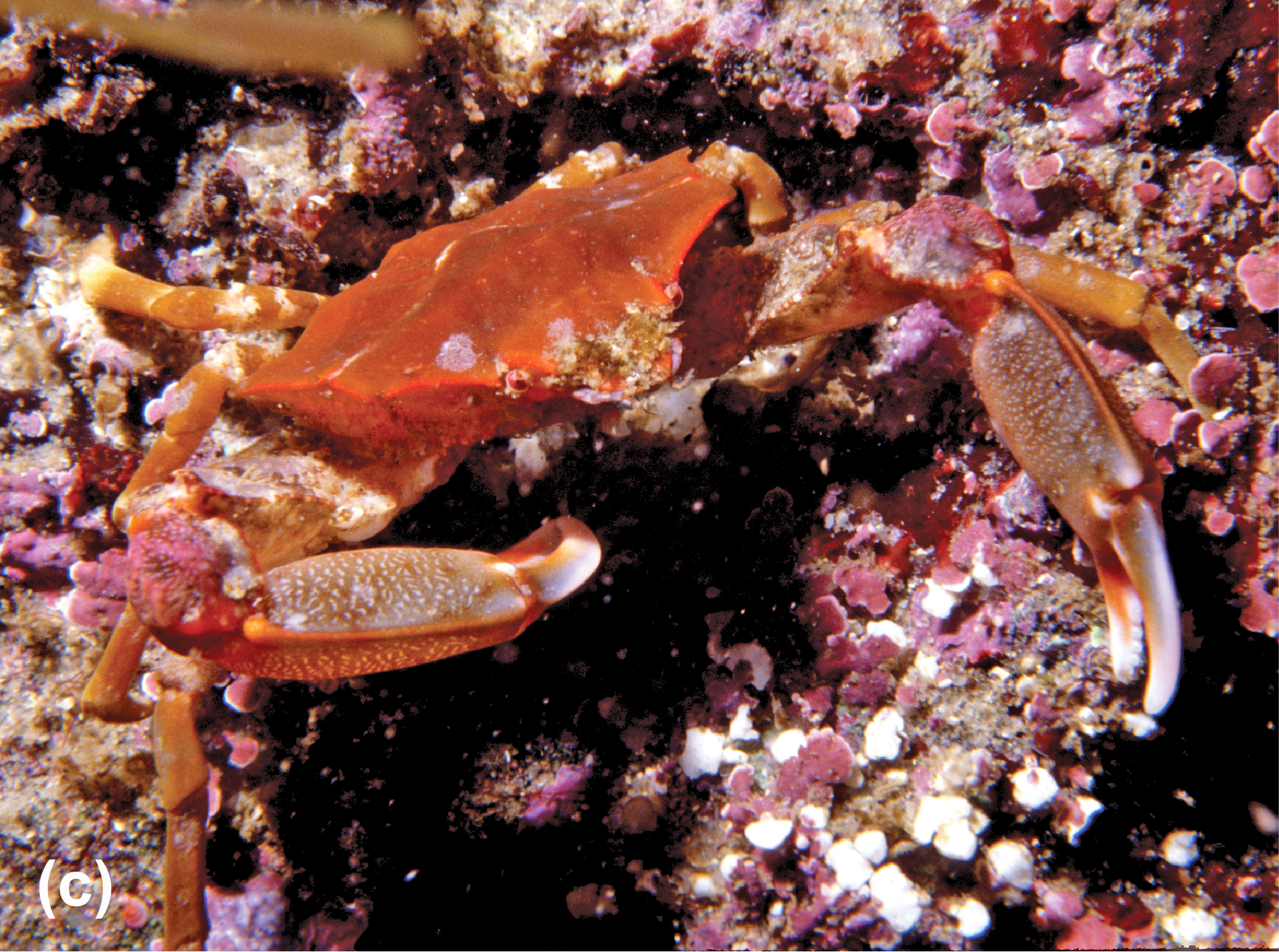A northern kelp crab