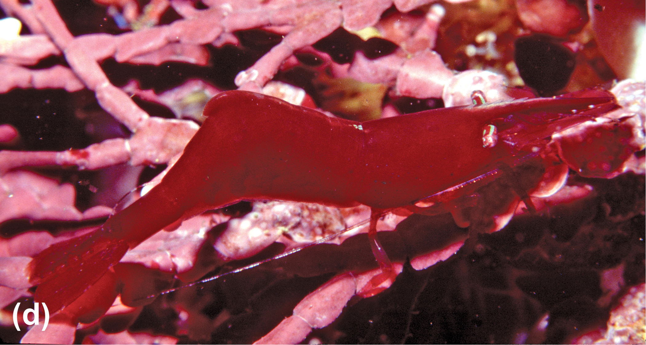 A kelp shrimp