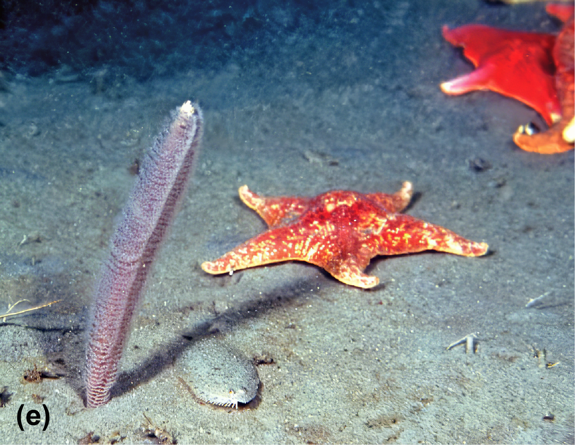 A sea pen and sea stars