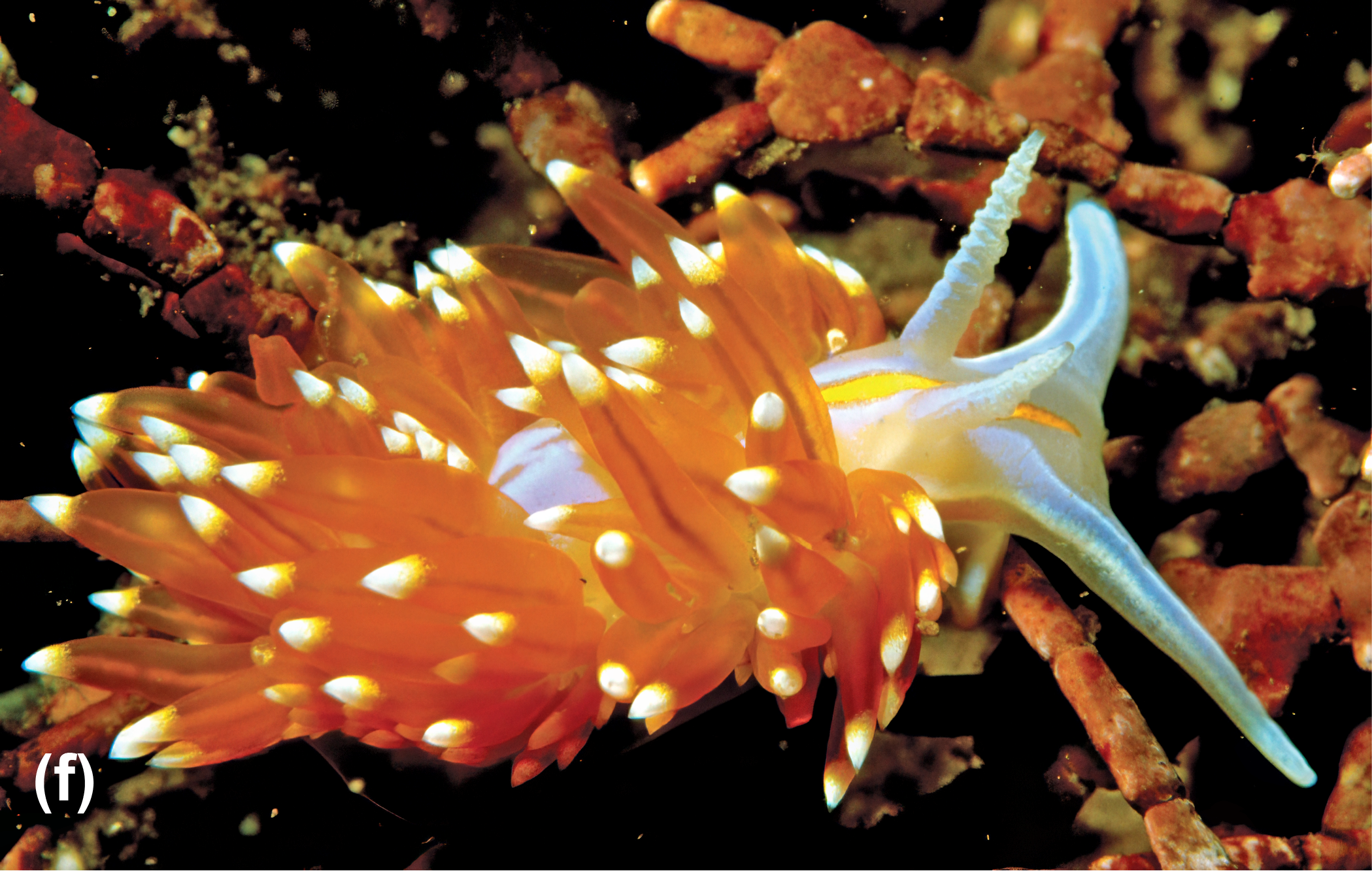 A horned nudibrach