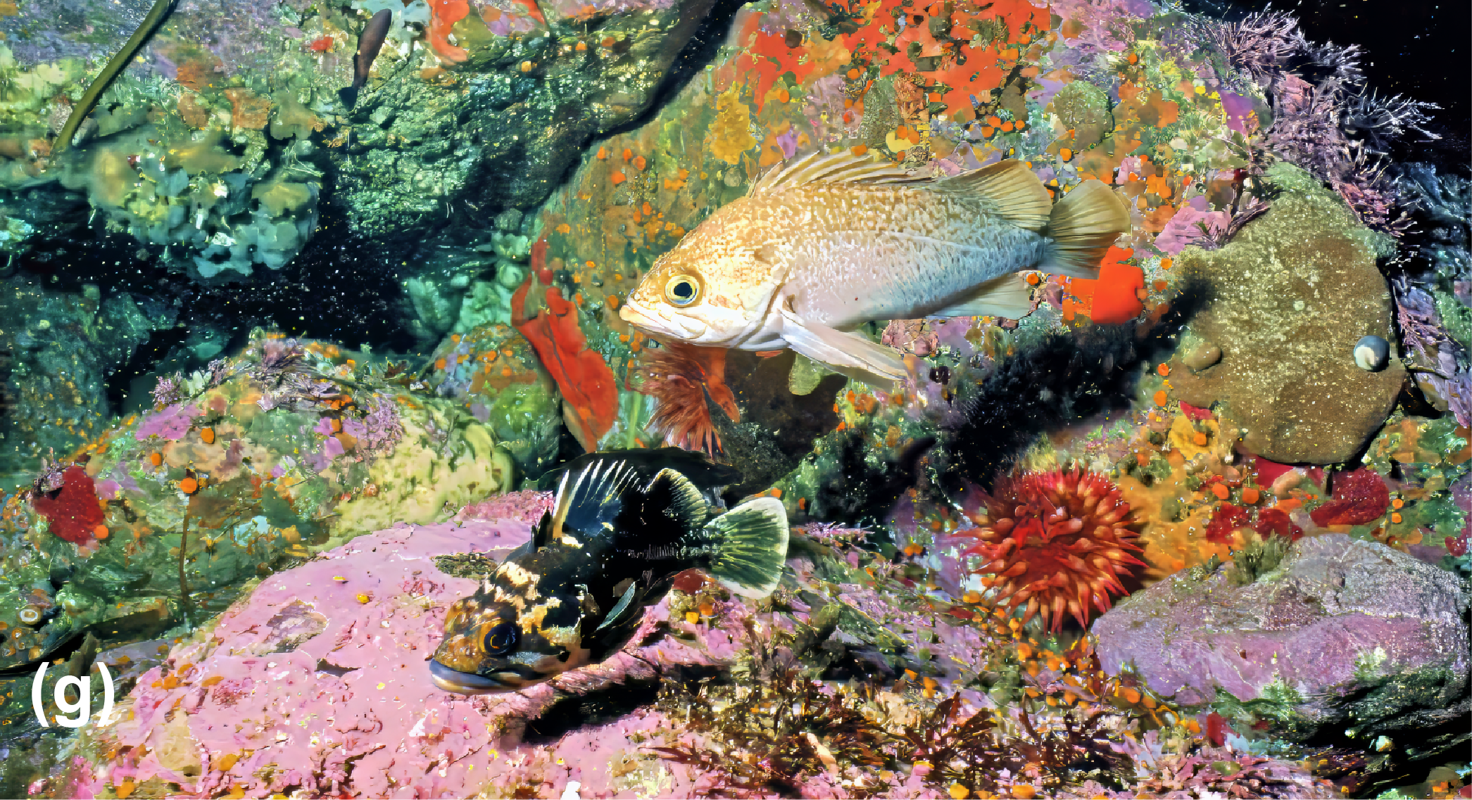 Rockfish