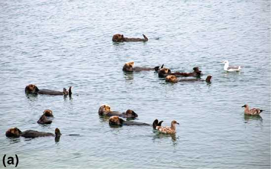 Sea otters