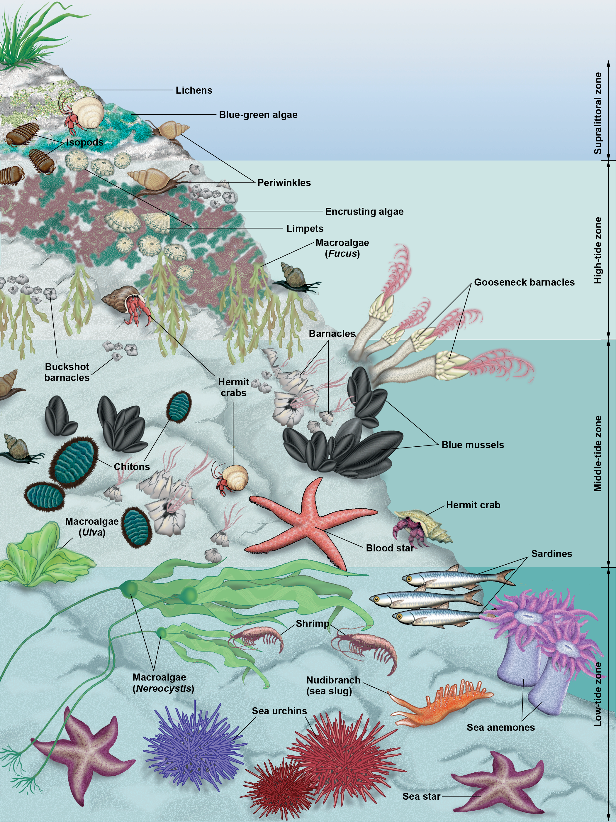 Zones of rocky intertidal shoreline and species living on it