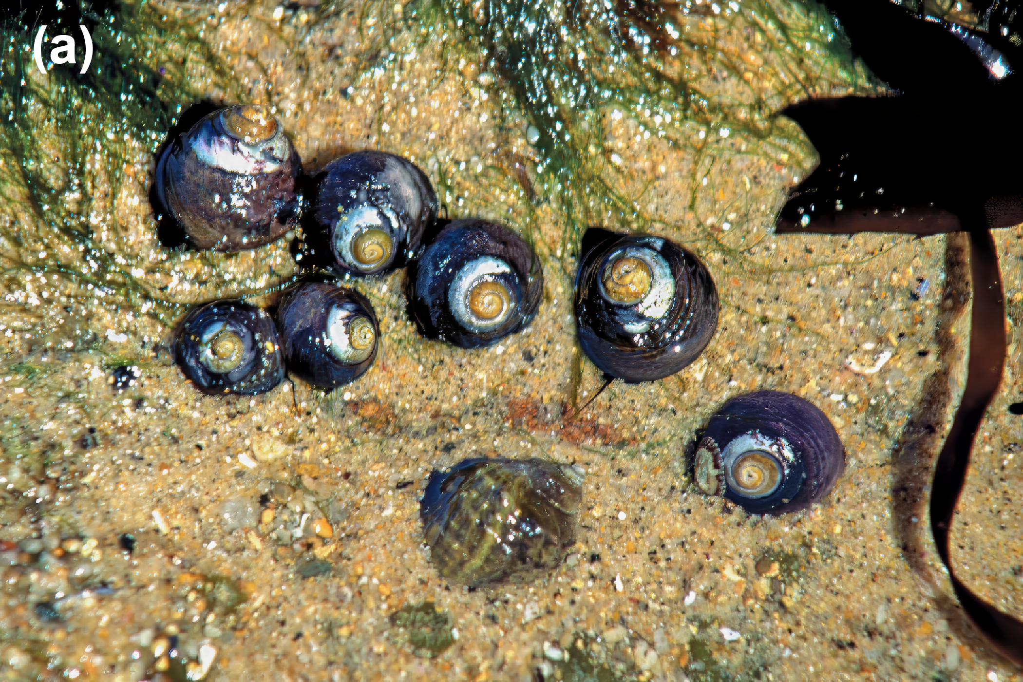 Black urban snails