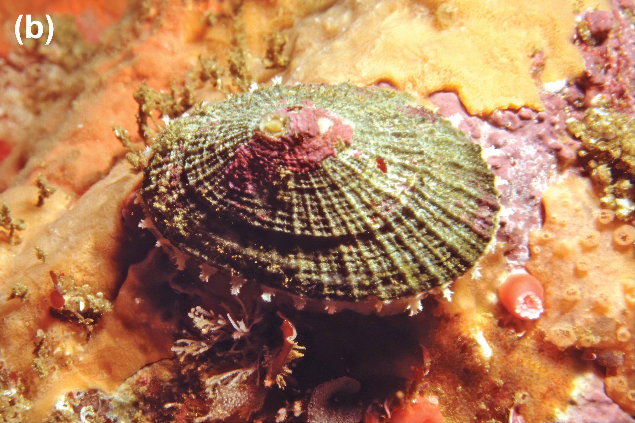 A limpet