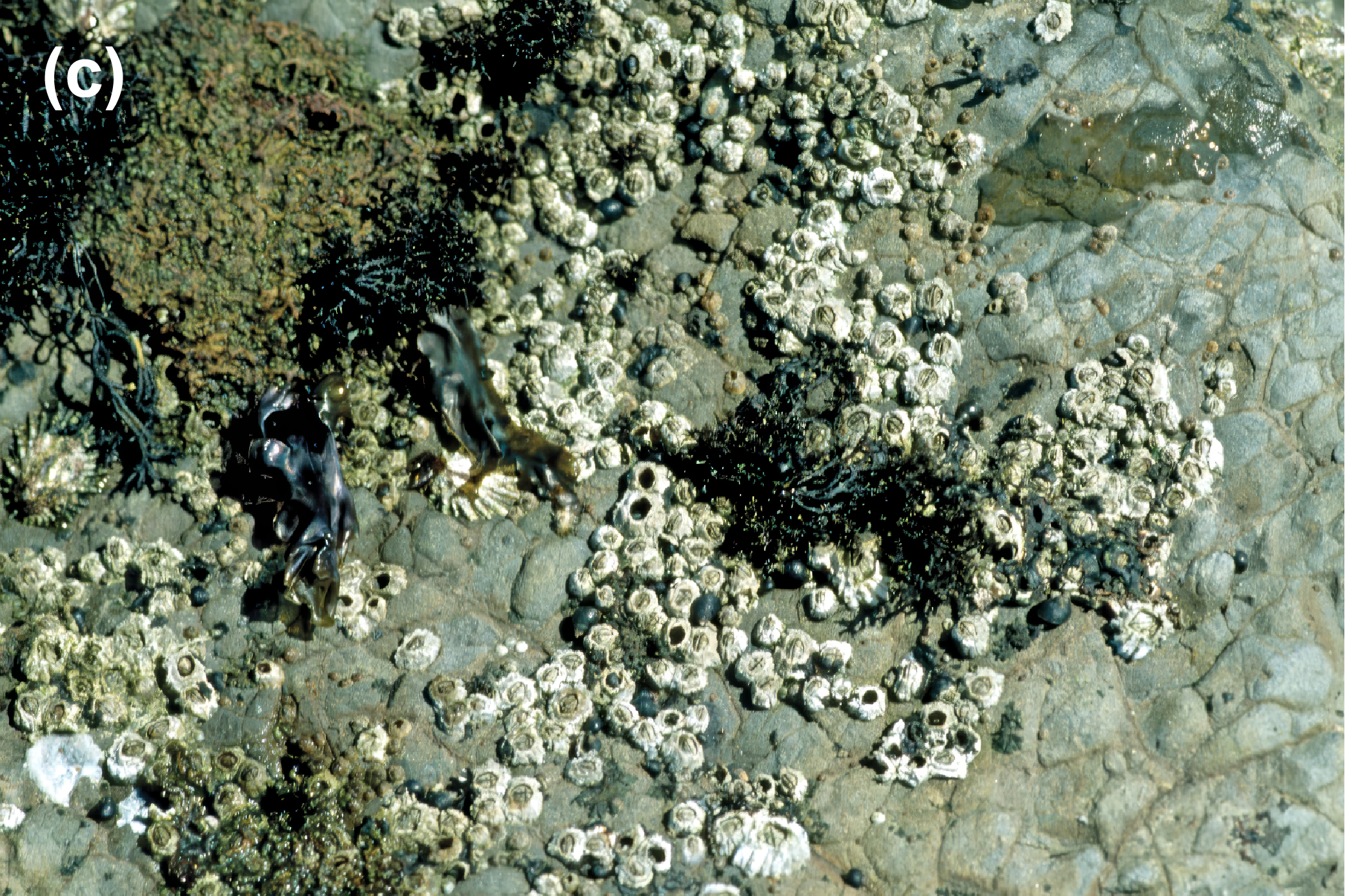 Buckshot barnacles