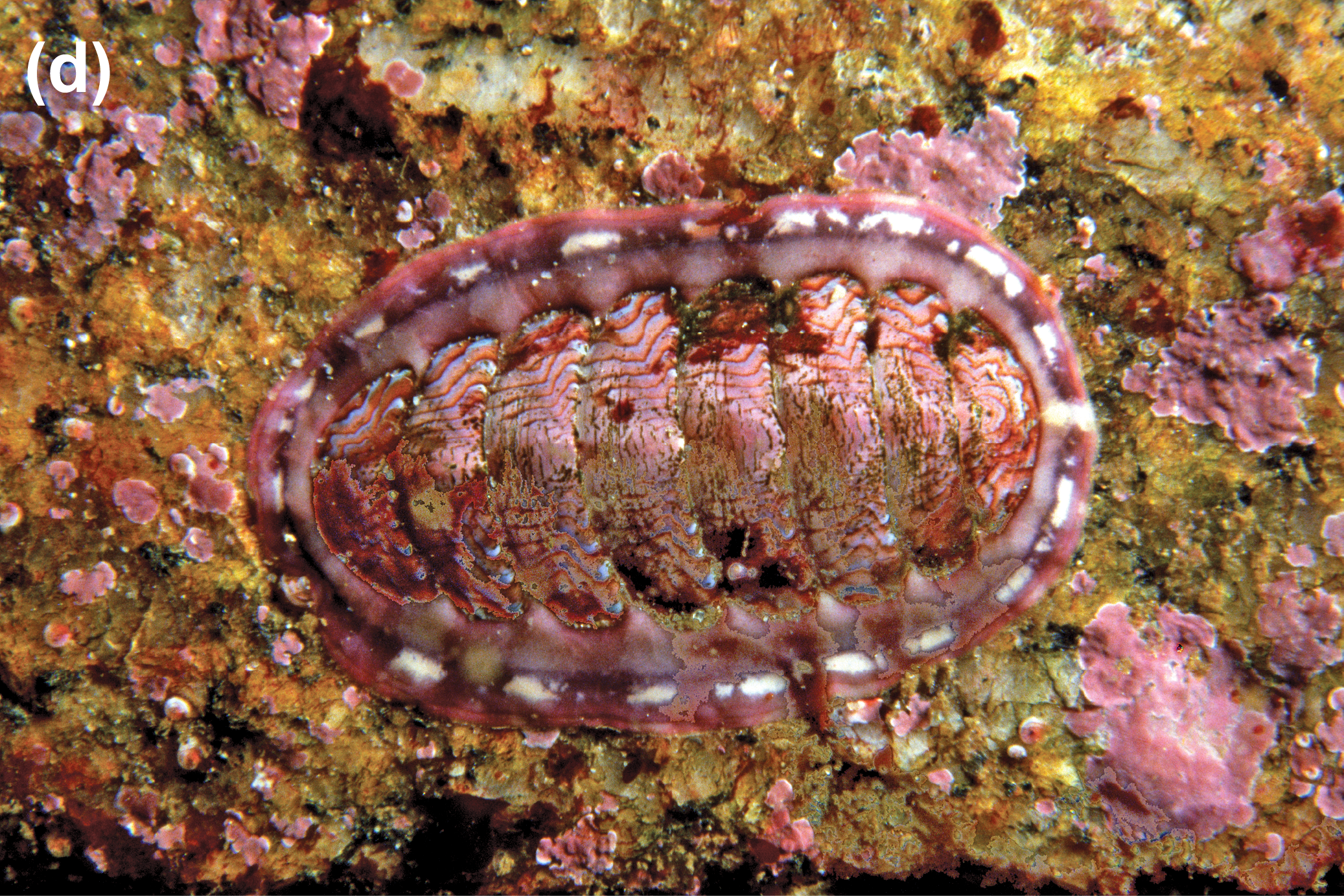 A lined chiton