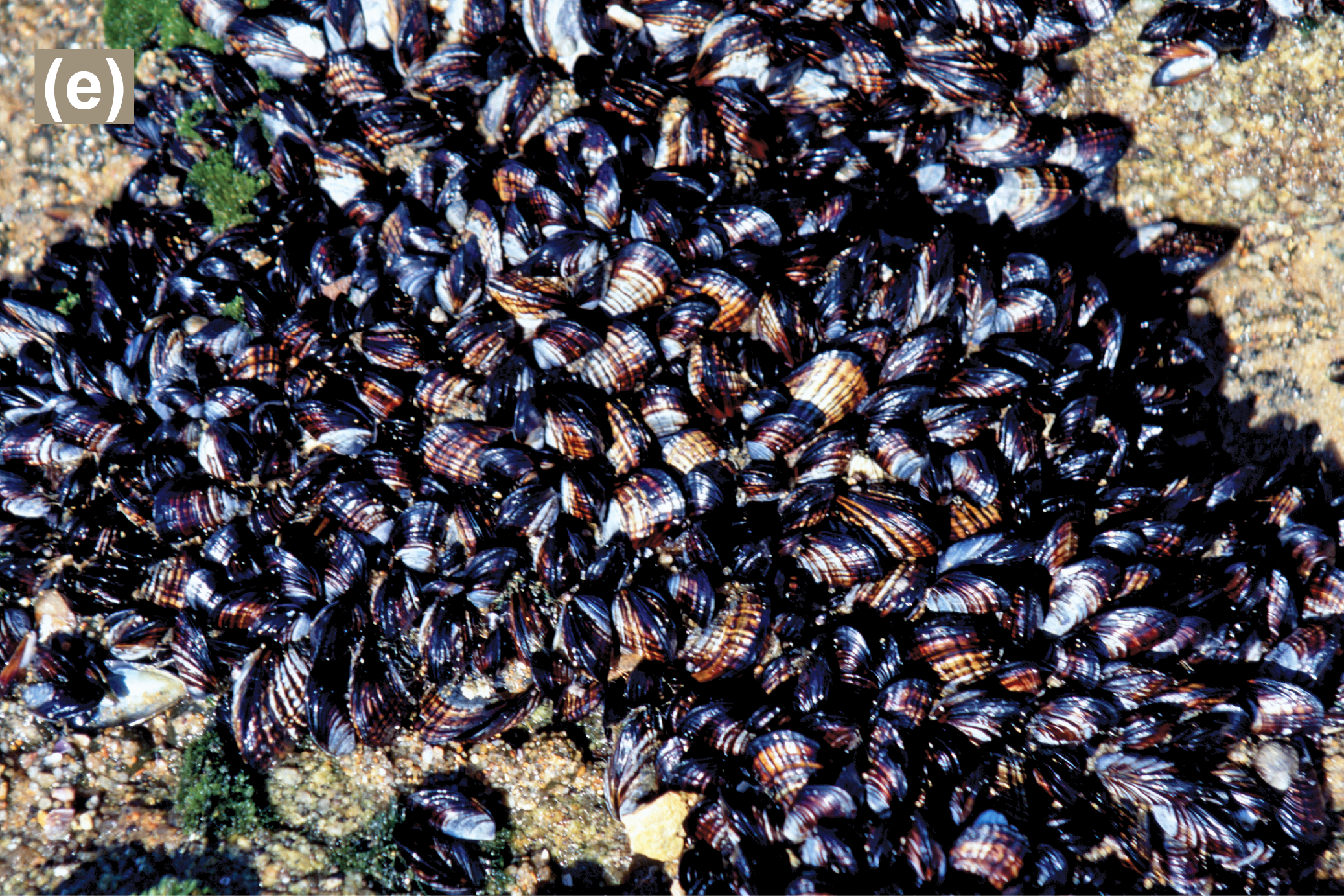 California mussels