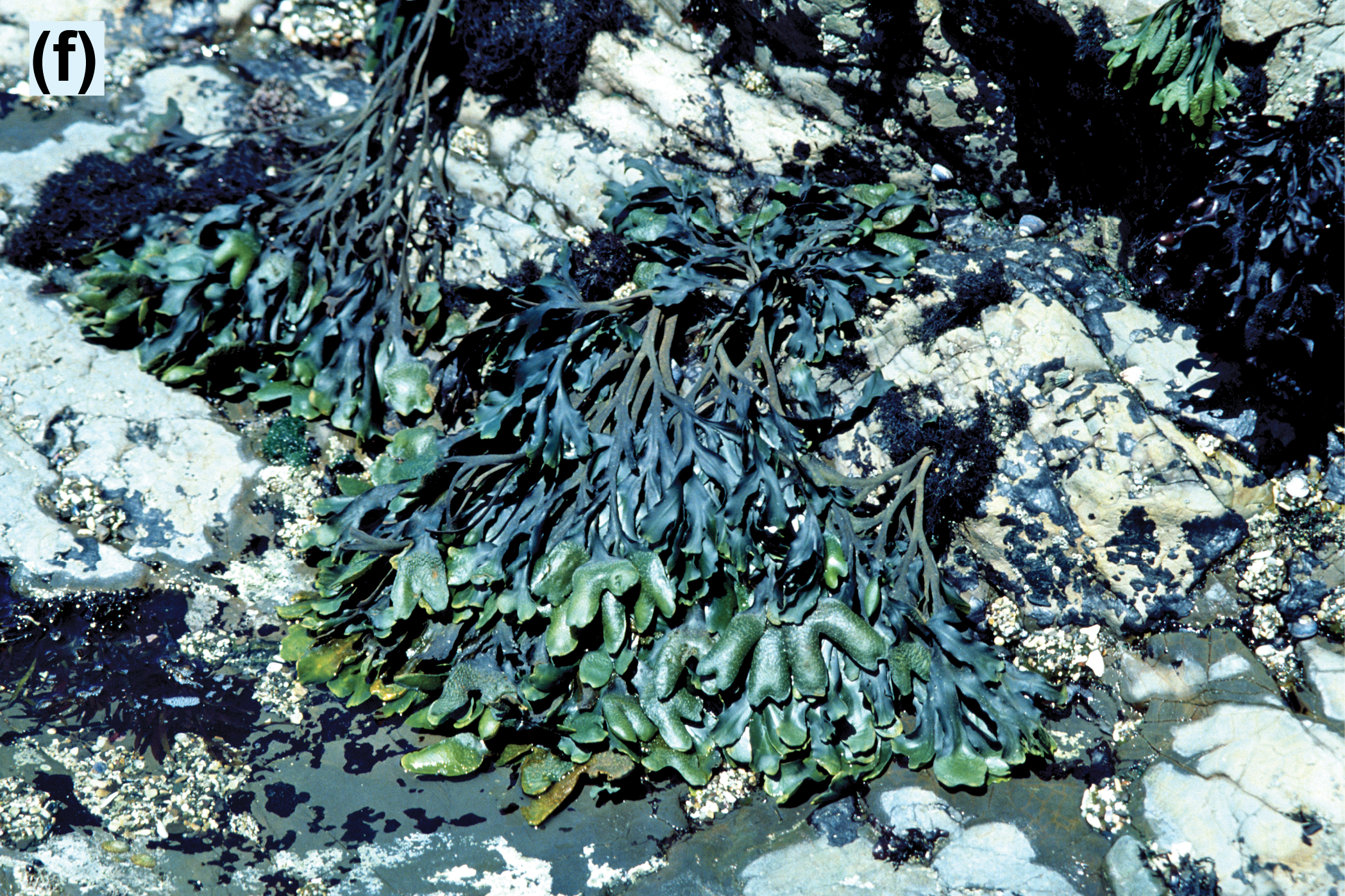 Green algae drying in the sun