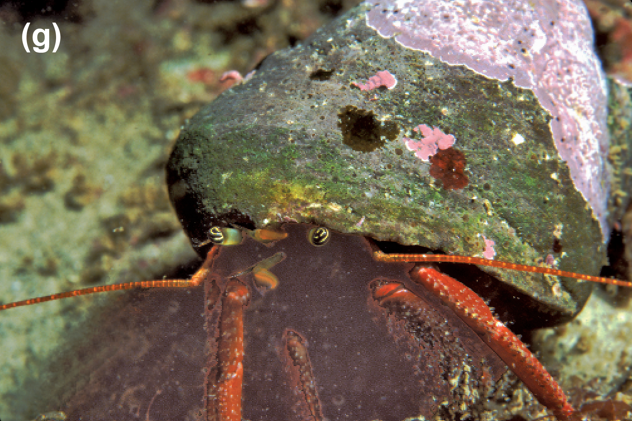 A hermit crab