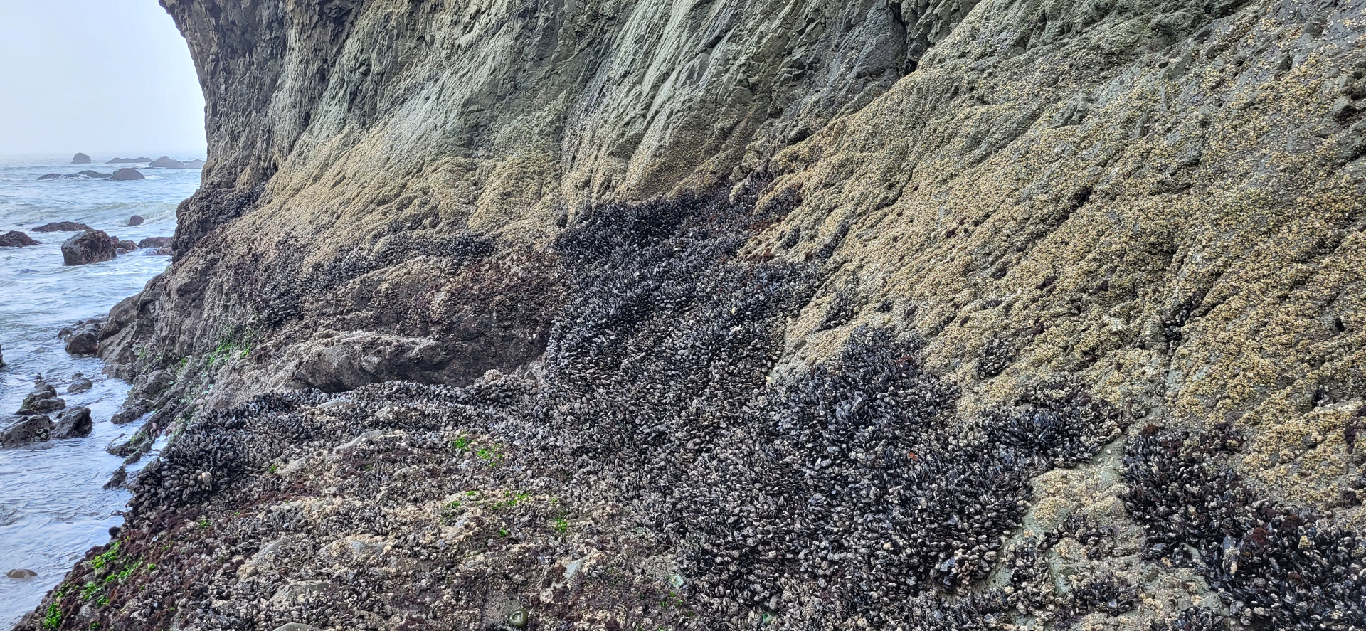 Mussels