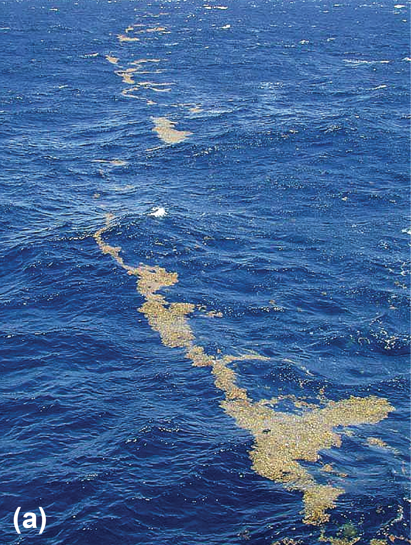 Floating Sargassum weed