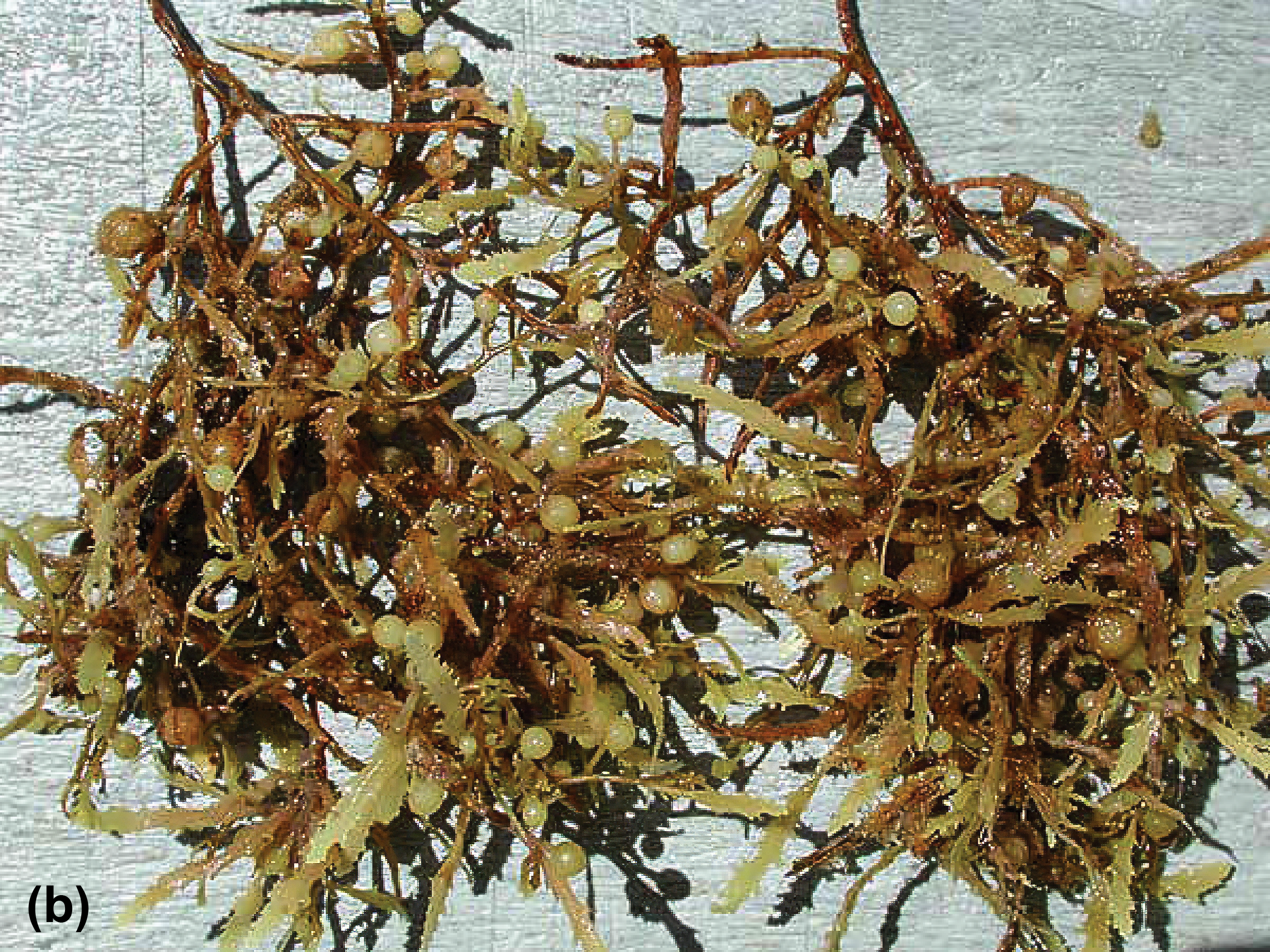 Sargassum weed