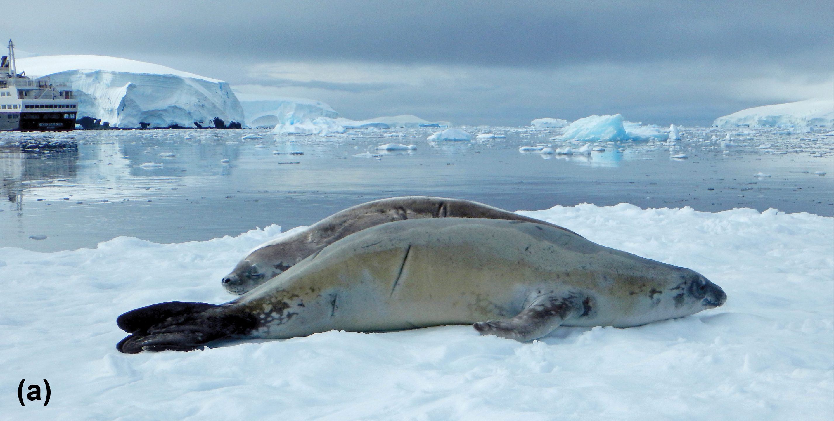 Crabeater seals