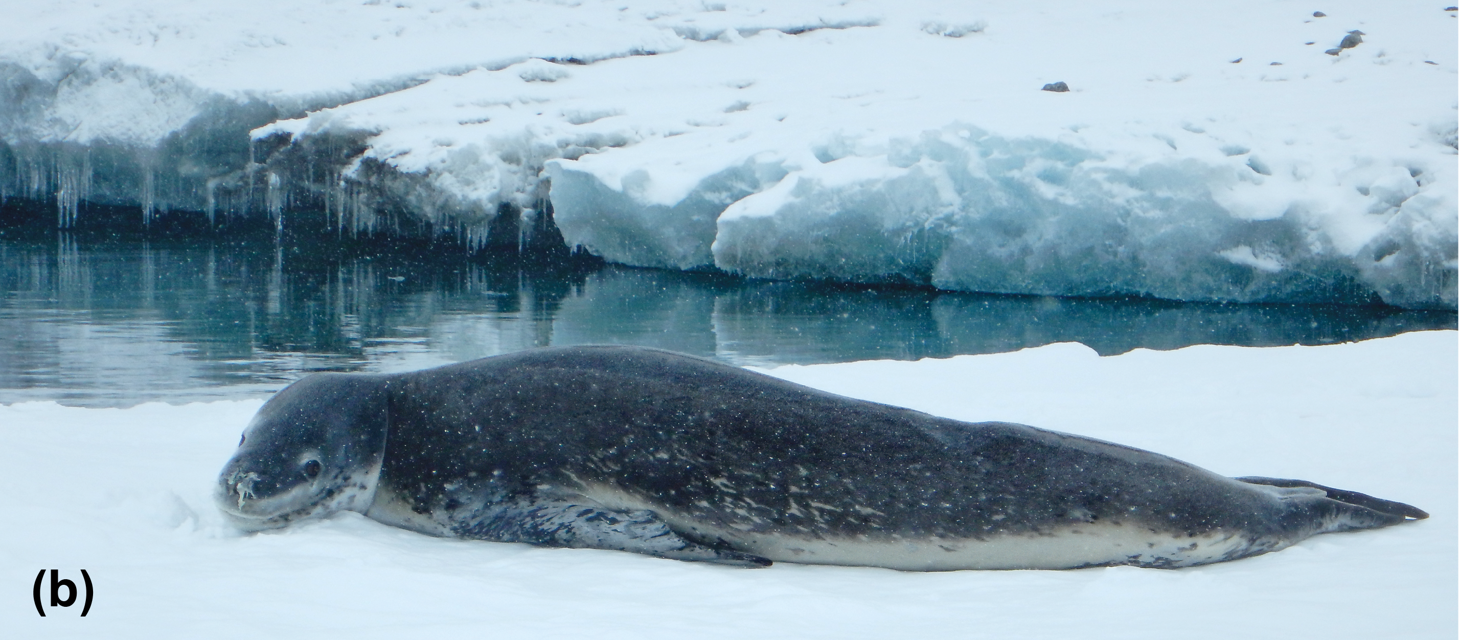 An Antarctic fur seal