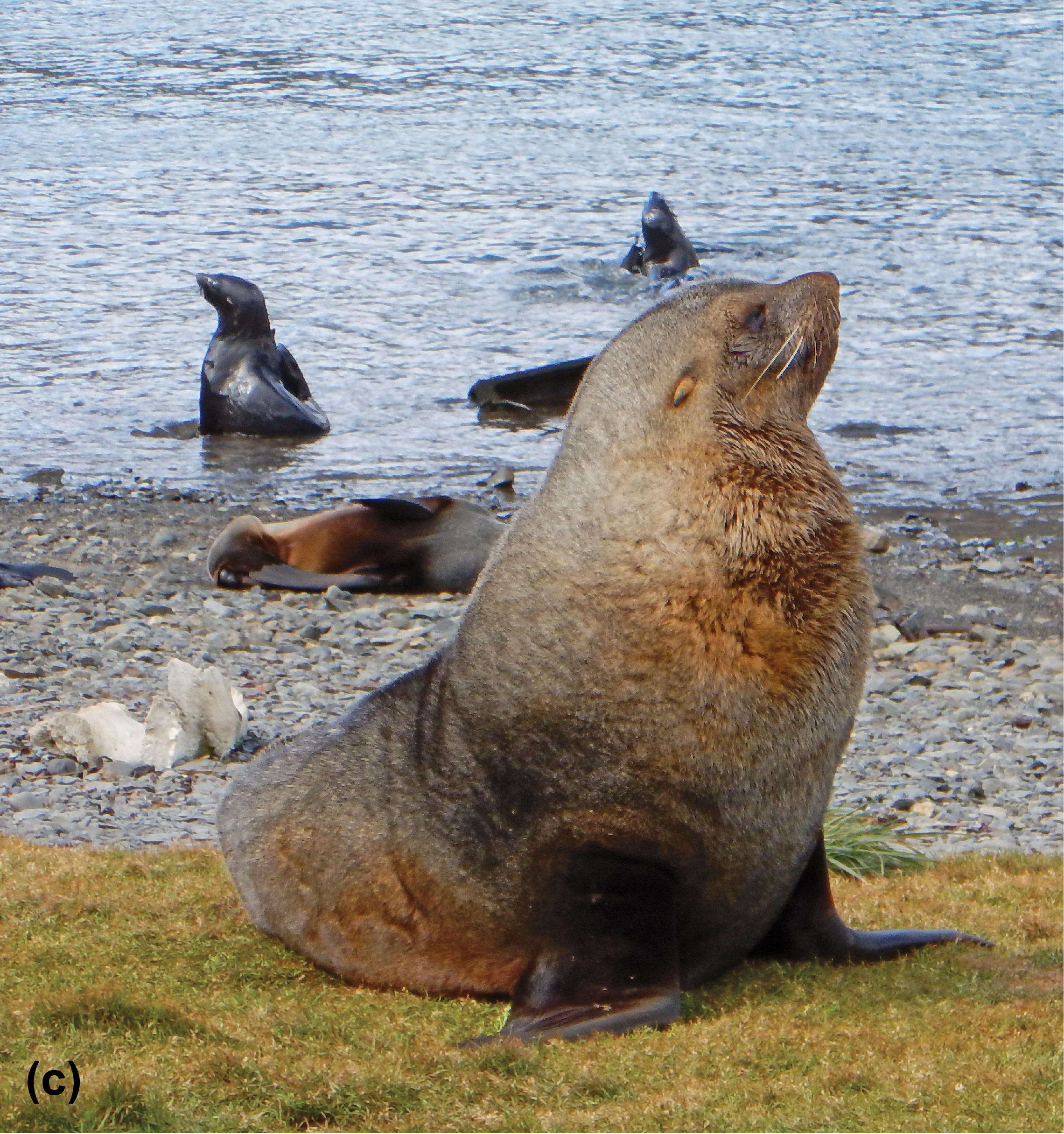 A leopard seal