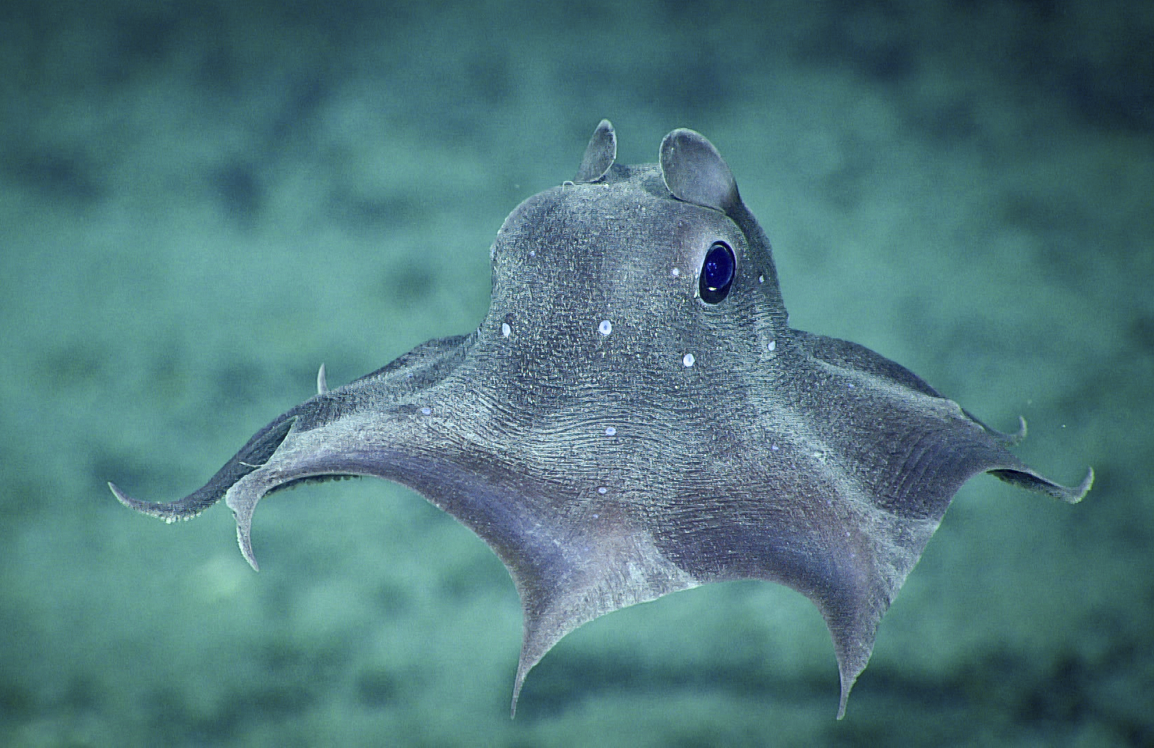 Dumbo octopus