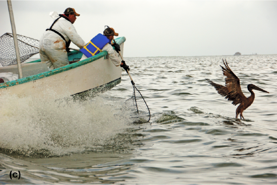 Men on a boat with net trying to capture an oil covered and oily pelican