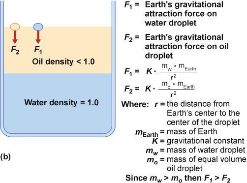 Mathematics of oil and water in a flask