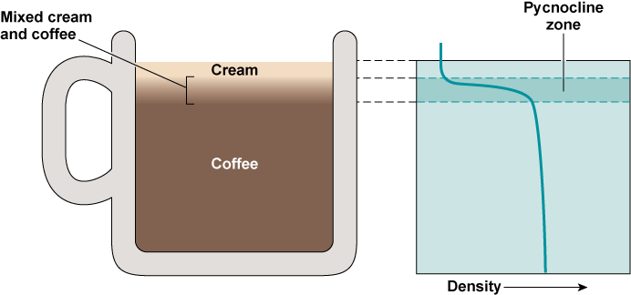 A coffee mug with cream compared to the pycnocline