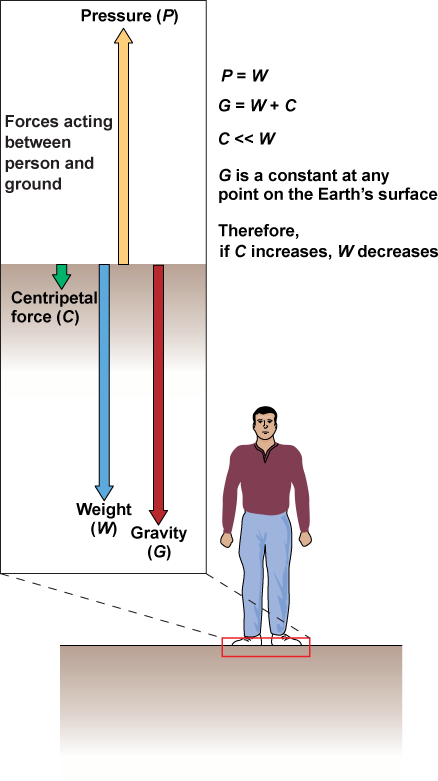A standing person with arrows of centripetal force, weight and gravity downward and pressure upward