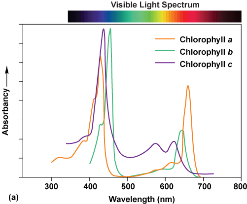 Graph of absorbancy for chlorophyll a, b, and c at different wavelengths of light