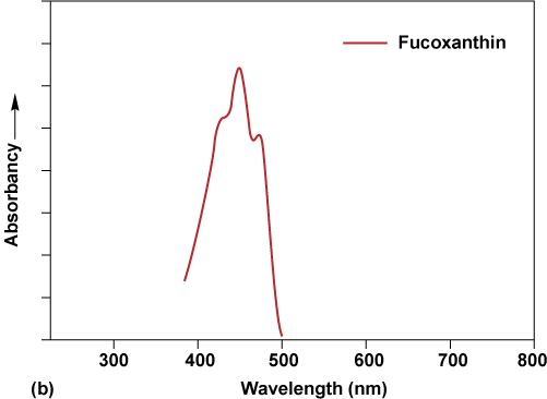 Graph of absorbancy for fucoxanthin, which spikes at near 450