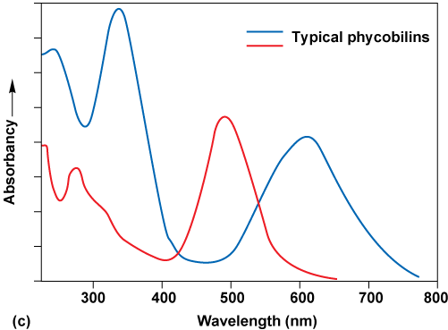 Graph of absorbancy for typical phycobilins, which spike around 350, 500 amd 600