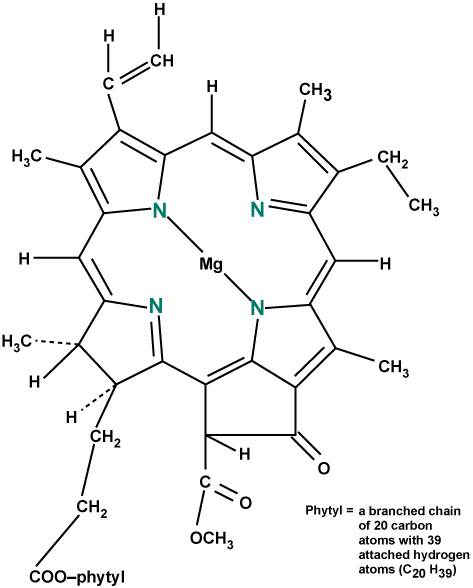 Chemical structure of chlorophyll