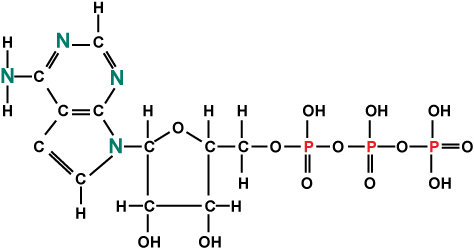 Chemical structure of ATP