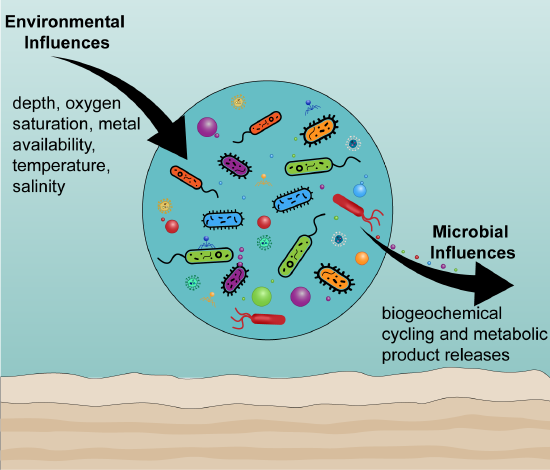 Environmental influences on microbes and microbial influences on the environment